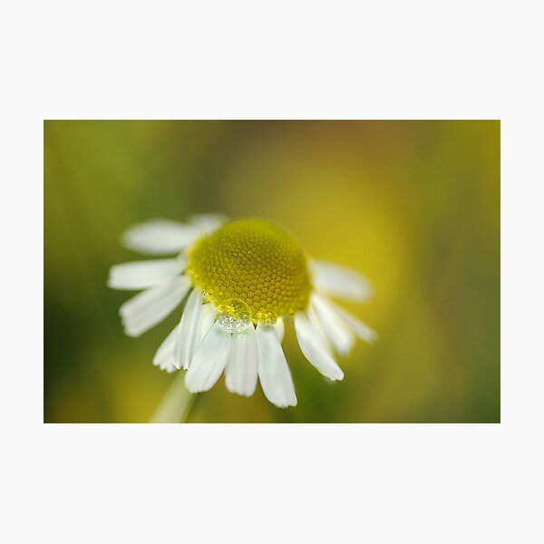 Chamomile Photographic Print