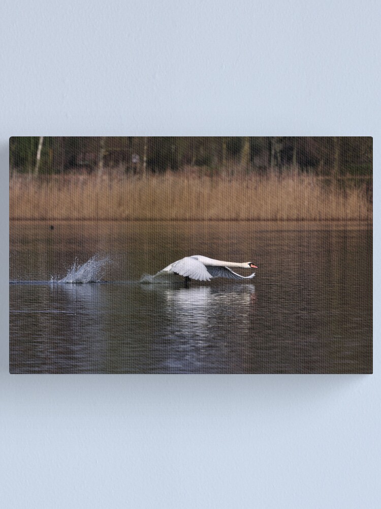 Alternate view of Swan Take-off Canvas Print