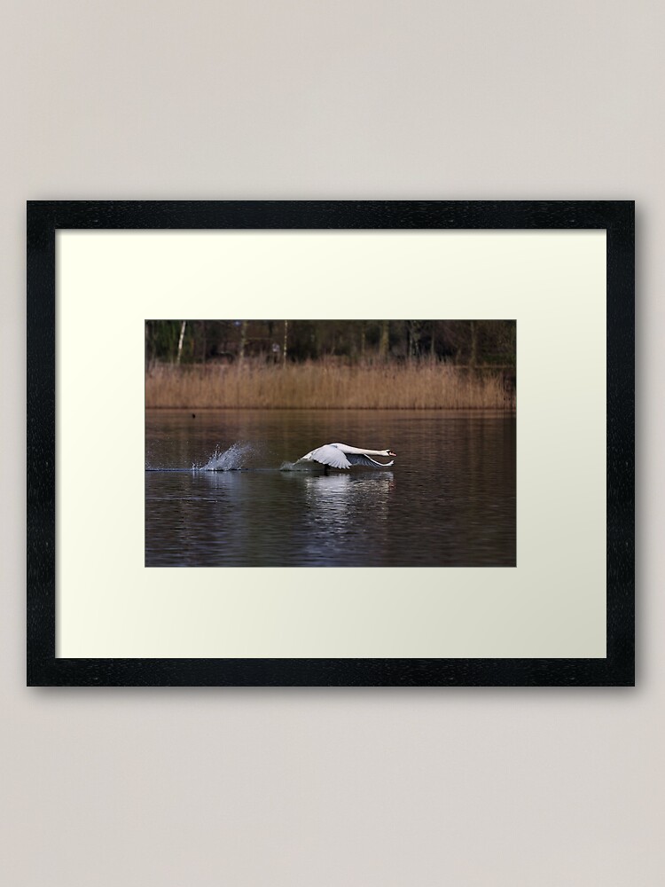 Alternate view of Swan Take-off Framed Art Print