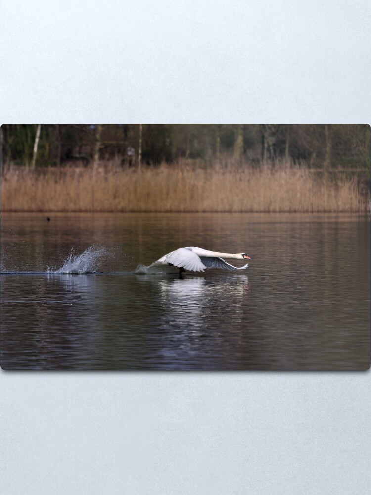 Alternate view of Swan Take-off Metal Print
