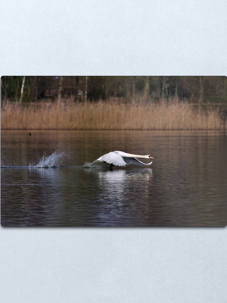 Alternate view of Swan Take-off Metal Print