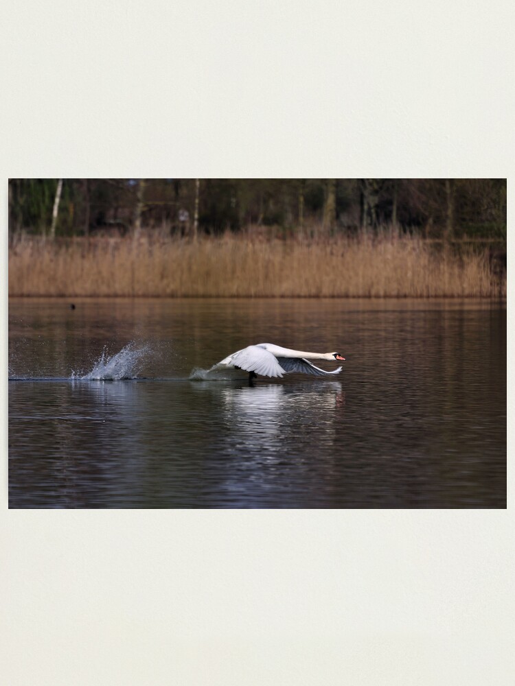 Alternate view of Swan Take-off Photographic Print