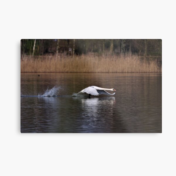 Swan Take-off Metal Print