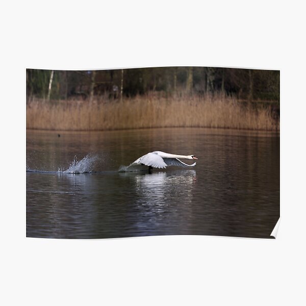 Swan Take-off Poster