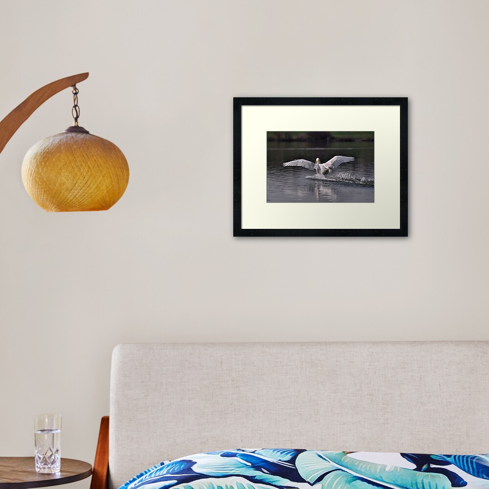 Swan: Landing Framed Art Print
