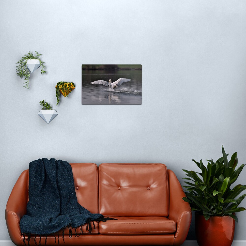 Swan: Landing Metal Print