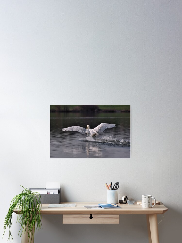Thumbnail 1 of 3, Poster, Swan: Landing designed and sold by Paul Eden.