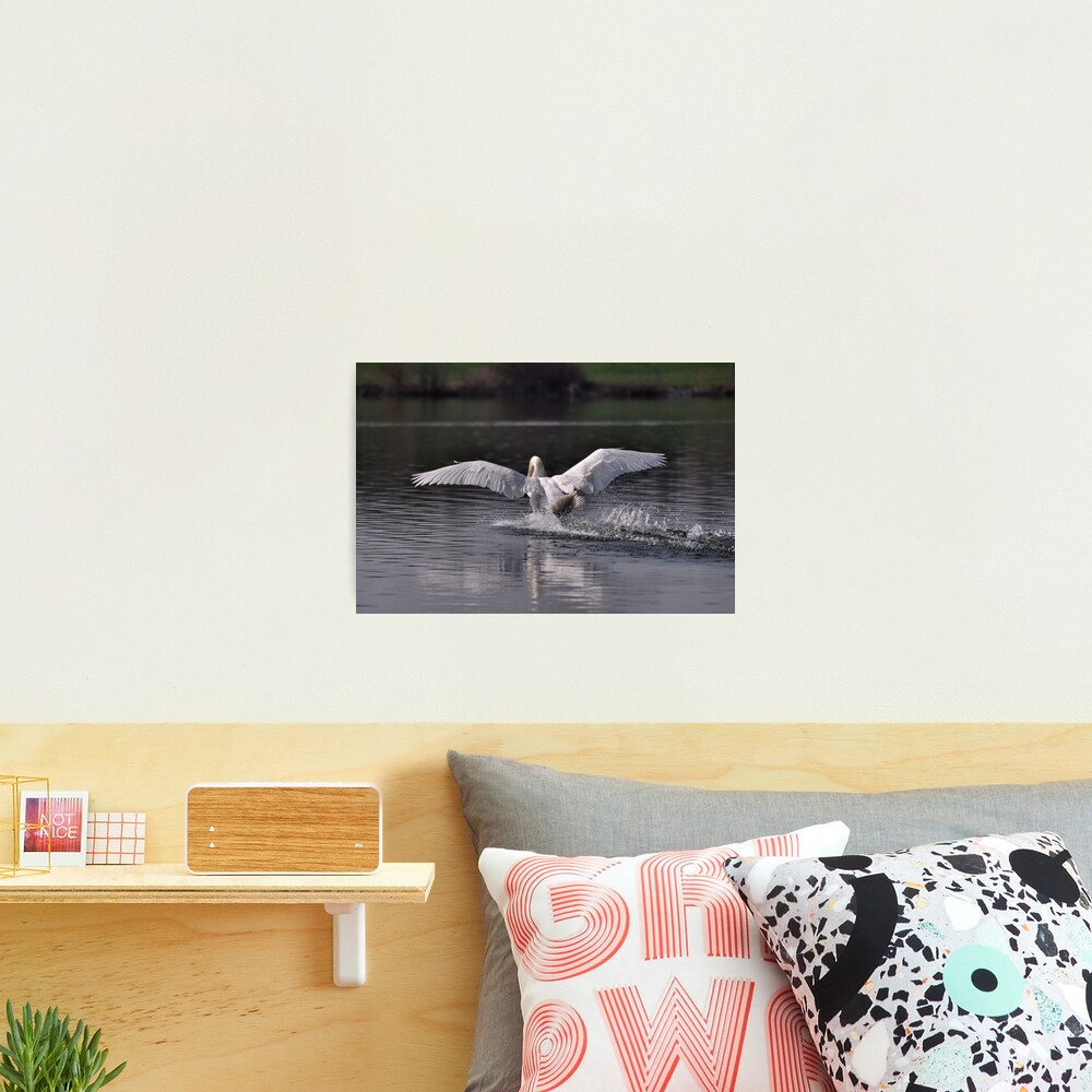 Swan: Landing Photographic Print