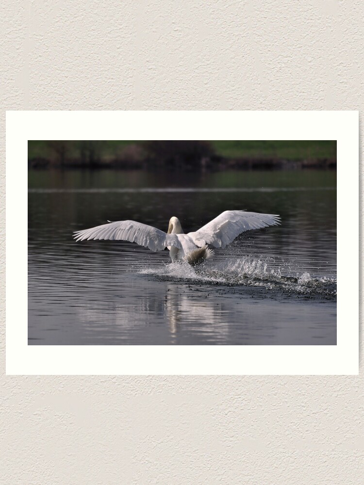 Alternate view of Swan: Landing Art Print