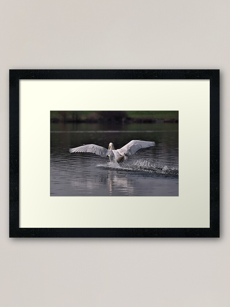 Alternate view of Swan: Landing Framed Art Print