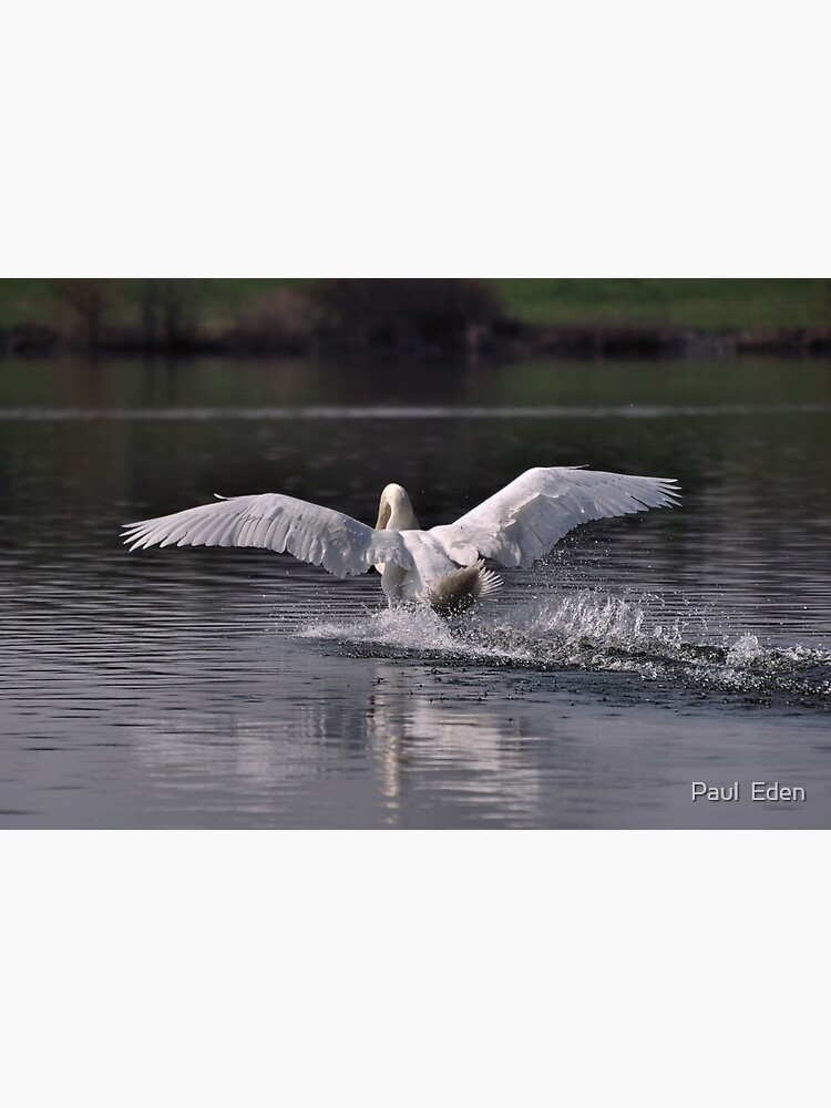 Swan: Landing by pauleden