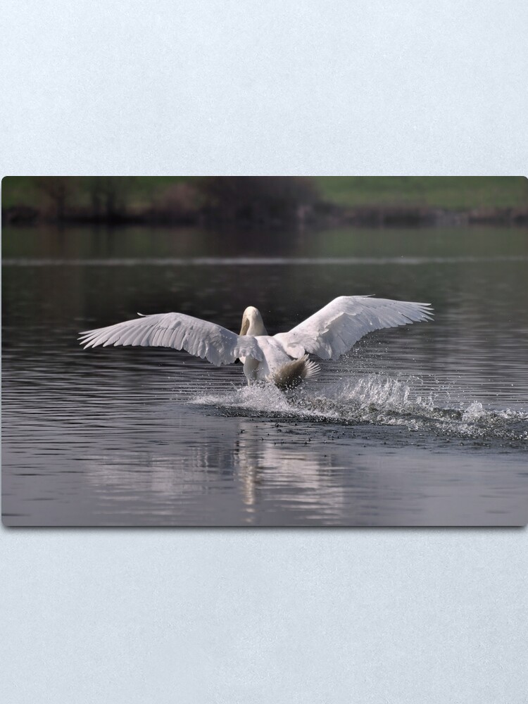 Alternate view of Swan: Landing Metal Print