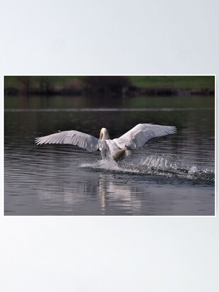 Thumbnail 2 of 3, Poster, Swan: Landing designed and sold by Paul Eden.