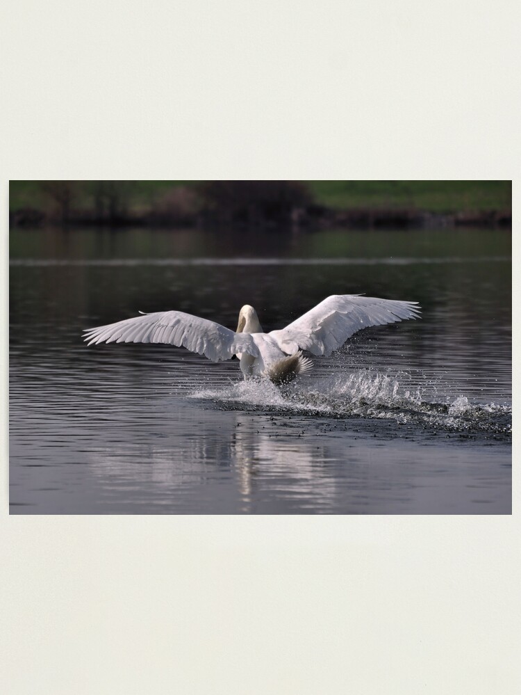 Alternate view of Swan: Landing Photographic Print