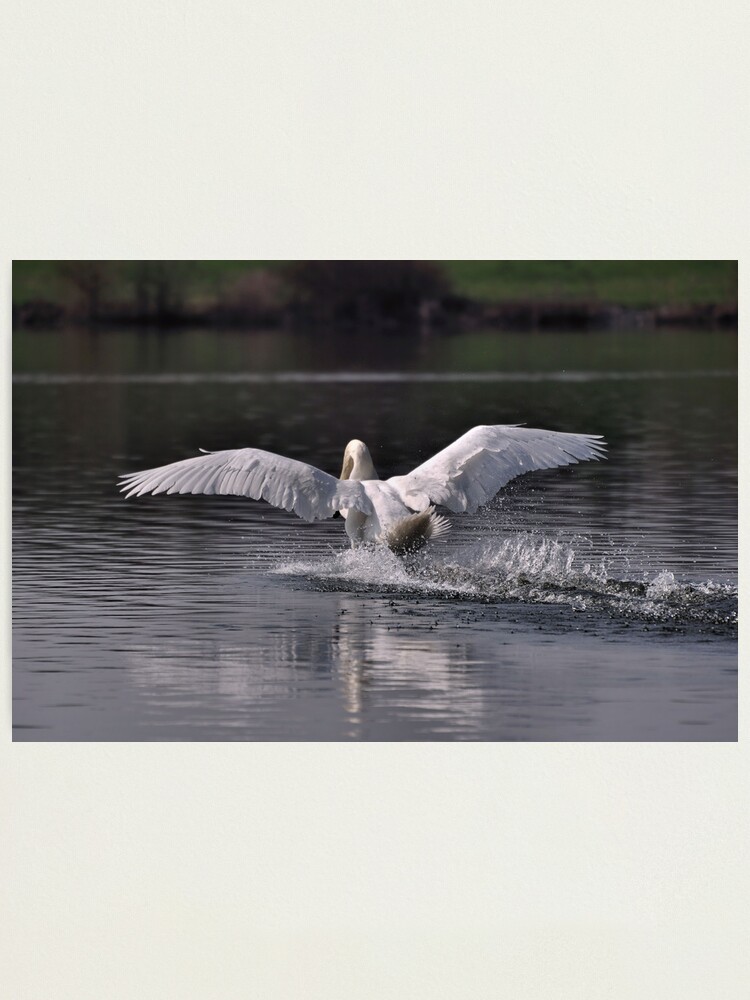 Alternate view of Swan: Landing Photographic Print