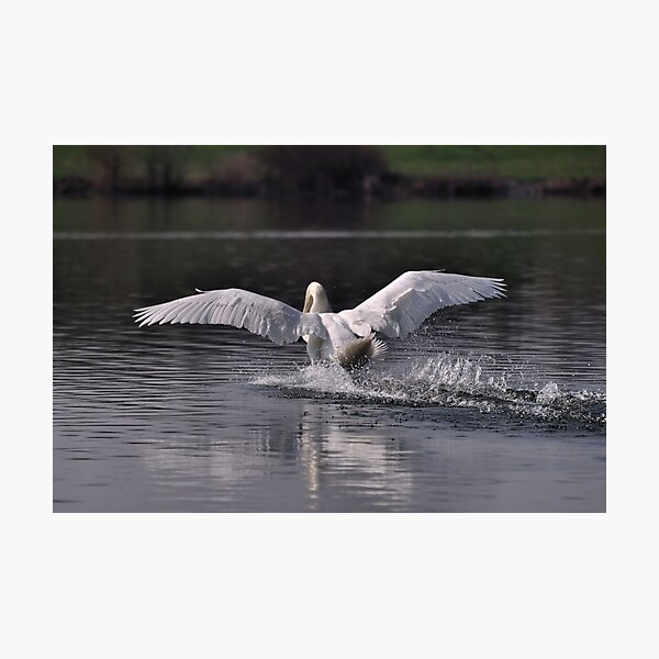 Swan: Landing Photographic Print