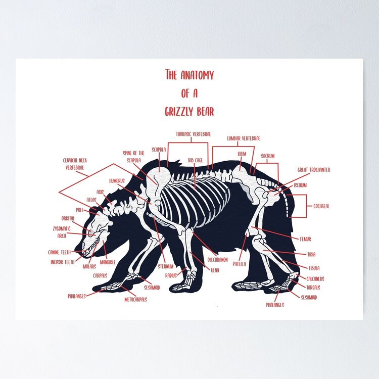Grizzly Bear Anatomy Sticker