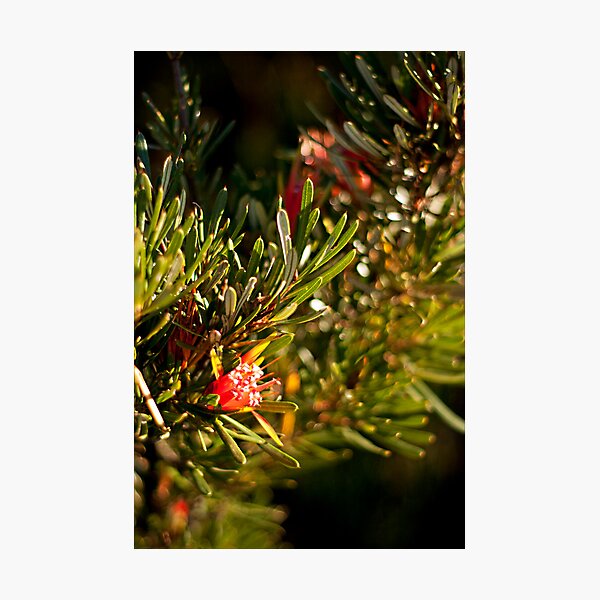 Item preview, Australian Bush designed and sold by iltby.