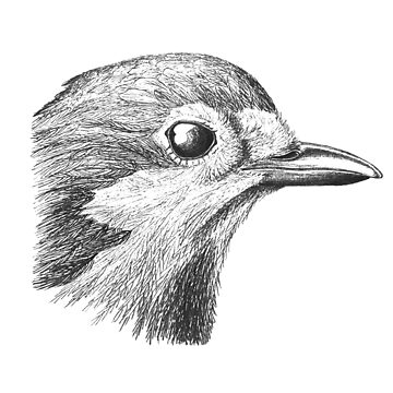 A Bird - Pen Drawing | PeakD