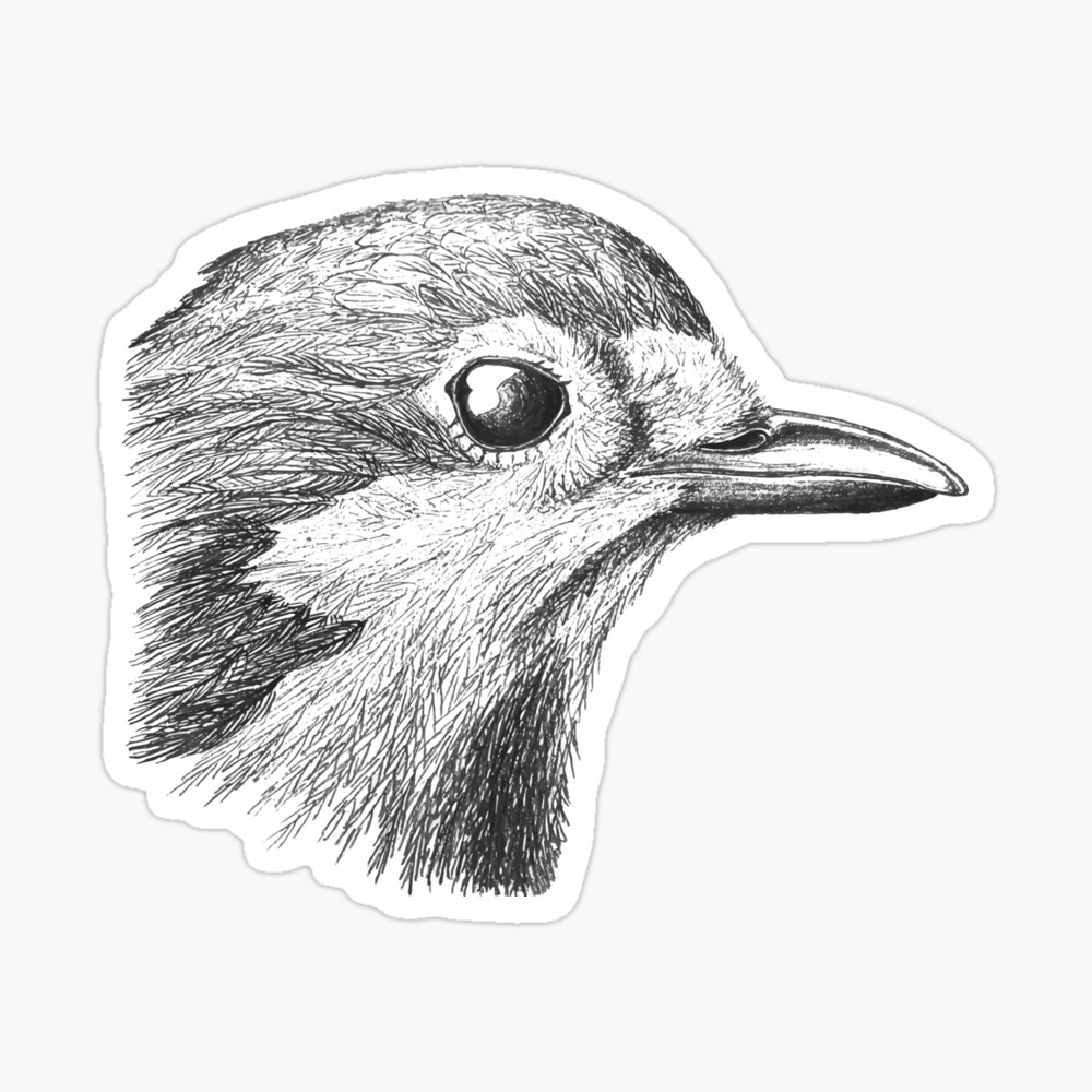 5800 Robin Bird Illustrations RoyaltyFree Vector Graphics  Clip Art   iStock  American robin bird Robin bird illustration Robin bird flying