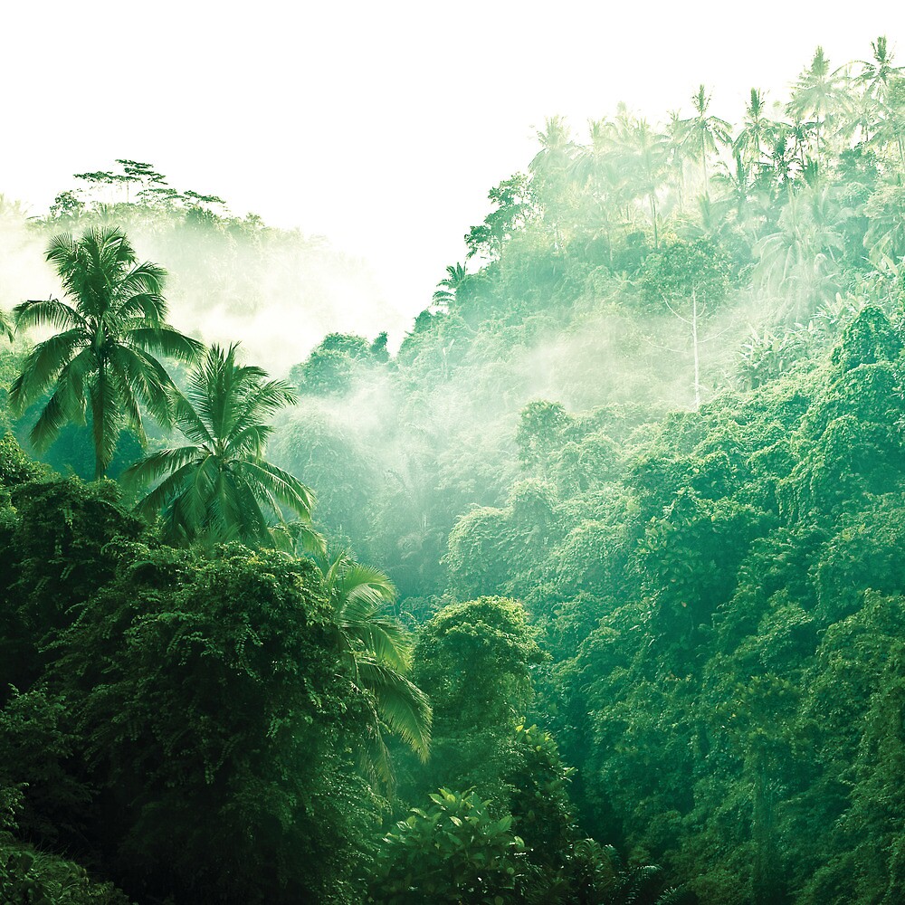 "Bali Rainforest - Nature Landscape" By Cubagallery | Redbubble