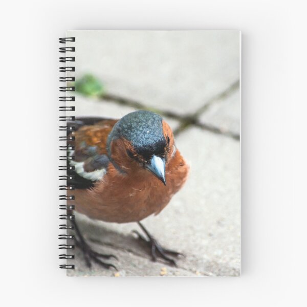 Item preview, Common chaffinch  ( Fringilla coelebs ) designed and sold by Wizi-Top.