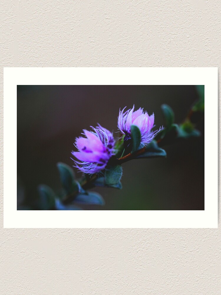 Alternate view of Verticordia blepharophylla Art Print
