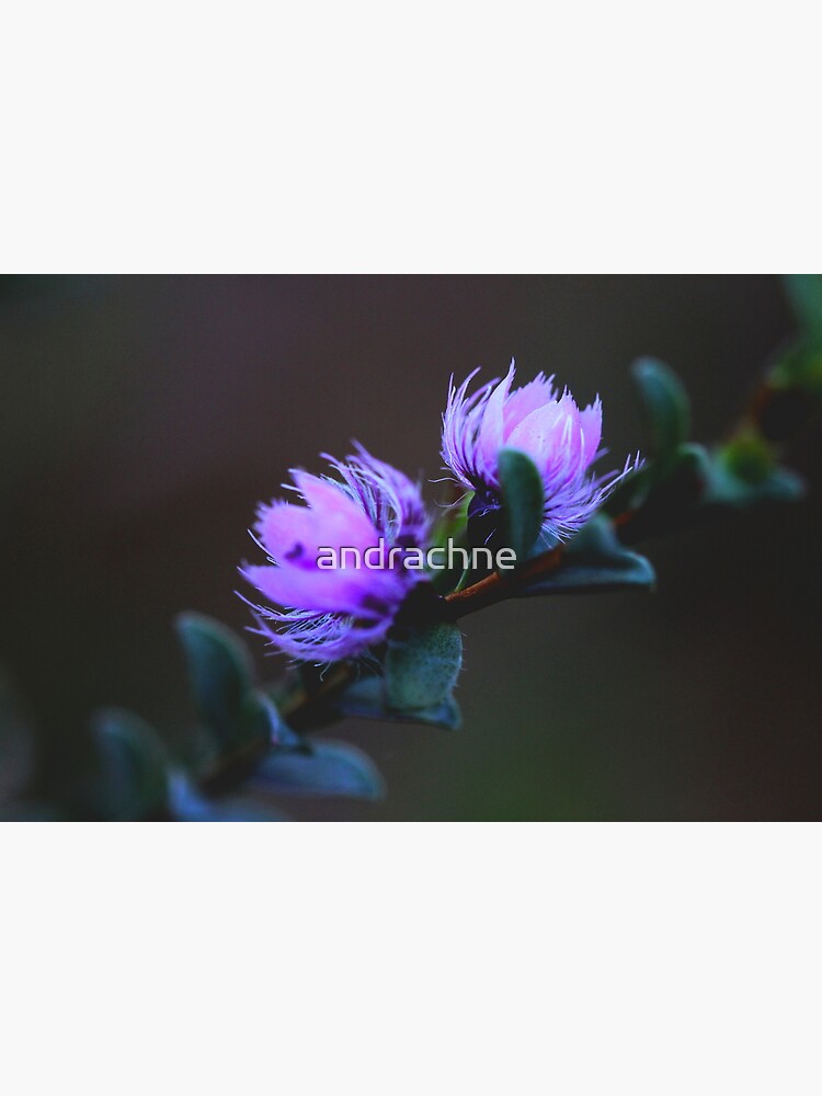 Verticordia blepharophylla by andrachne