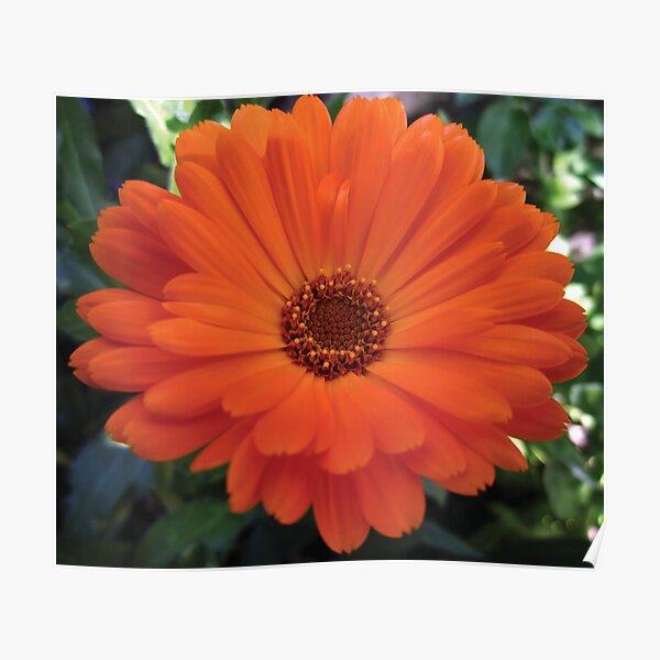 Poster Ringelblumen Redbubble