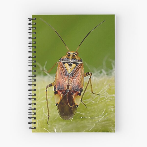 Item preview,  Colourful Shield bug  designed and sold by relayer51.