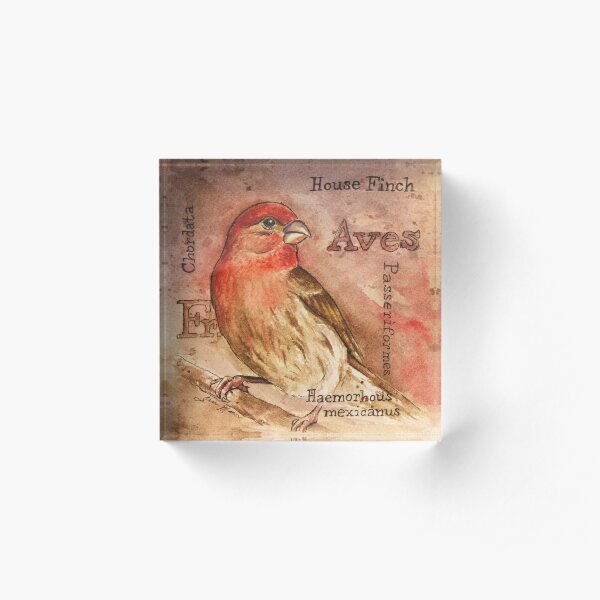 House Finch Watercolor Painting Acrylic Block
