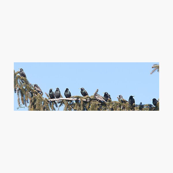 Item preview, A Starling Convention designed and sold by DigitallyStill.