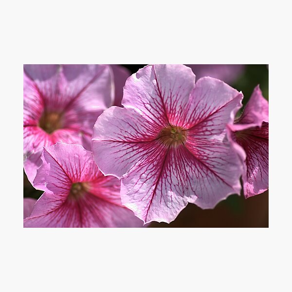 Happy in Pink Photographic Print