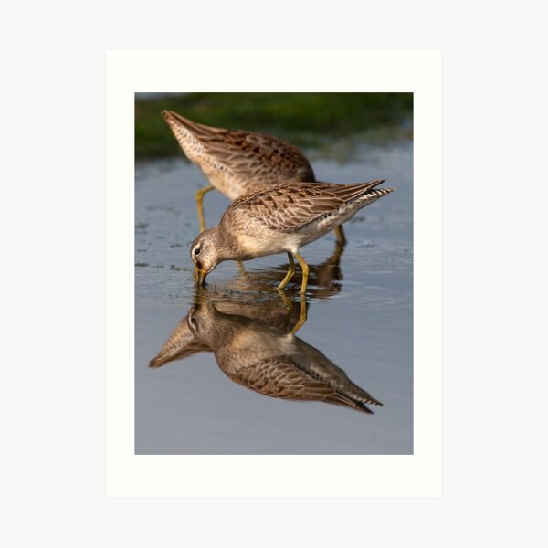 Dowitcher Reflections Art Print