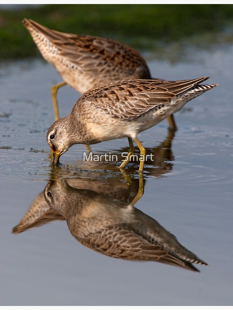 Dowitcher Reflections by MartinSmart