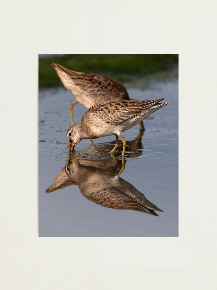 Alternate view of Dowitcher Reflections Photographic Print