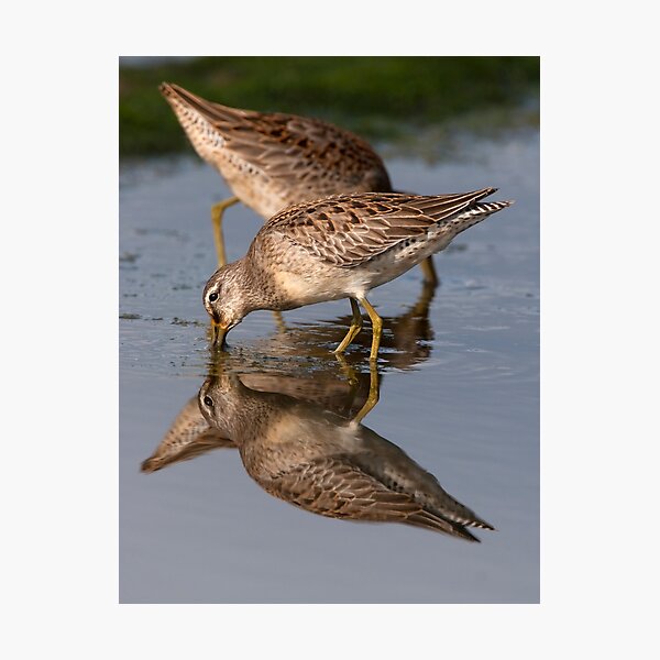 Dowitcher Reflections Photographic Print