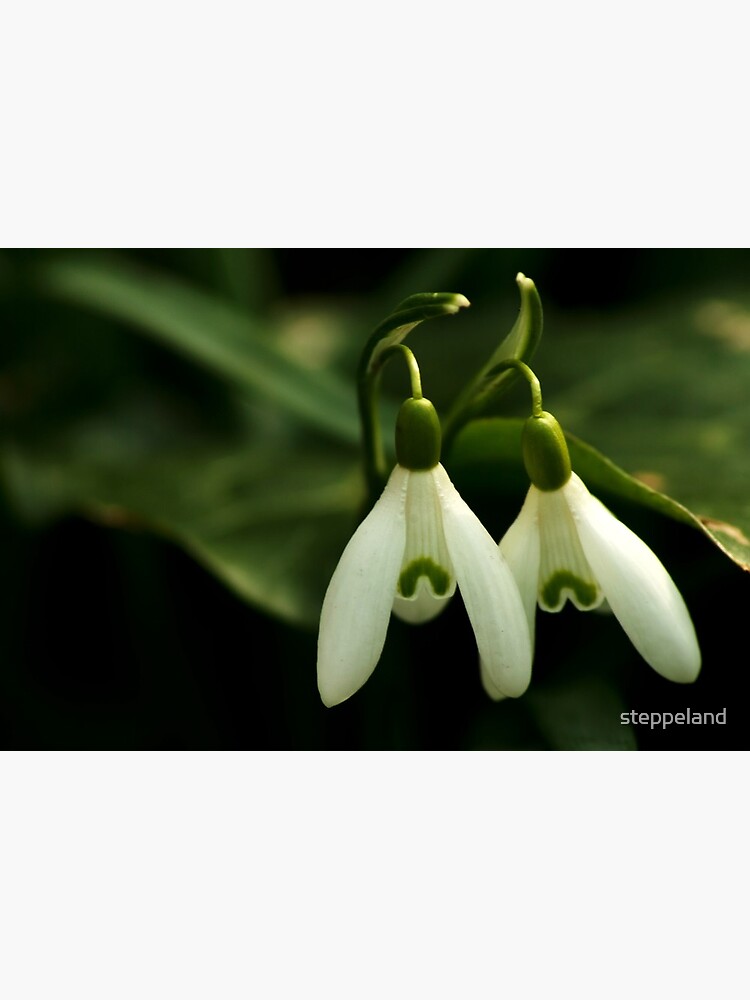 Thumbnail 3 of 3, Photographic Print, Twin sisters designed and sold by steppeland.