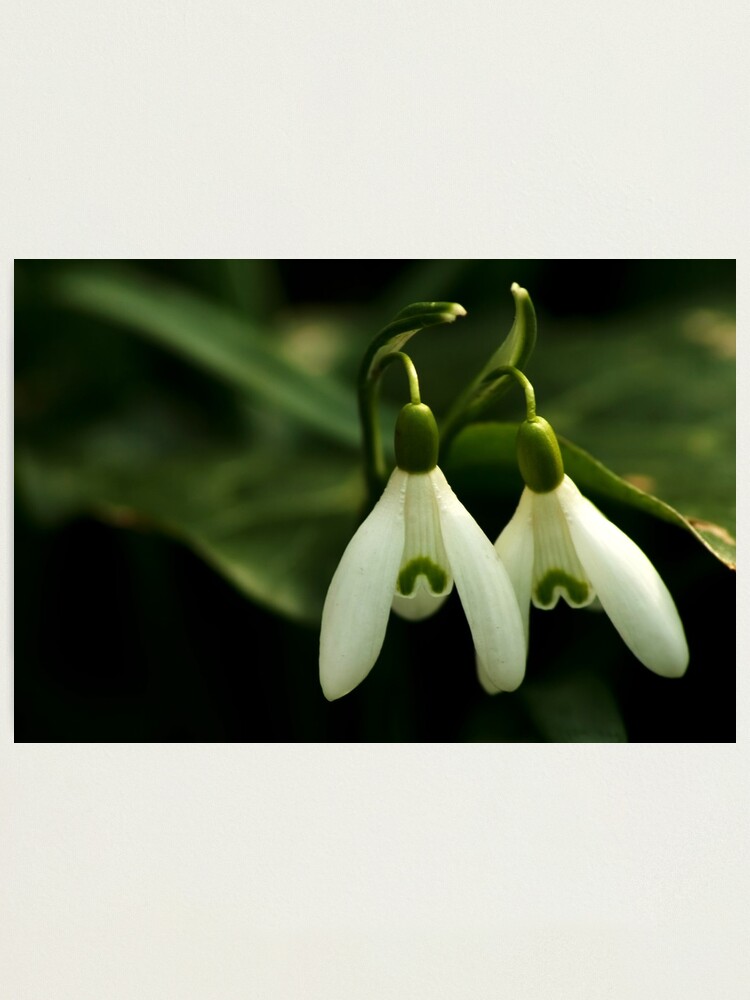 Alternate view of Twin sisters Photographic Print