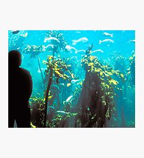 Capetown Aquarium, South Africa Photographic Print
