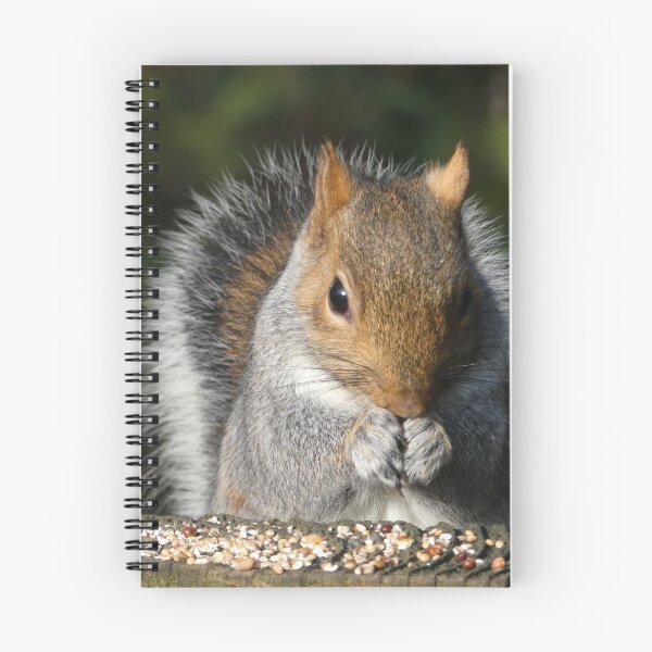 Item preview, Squirrel Square Meal designed and sold by Yampimon.