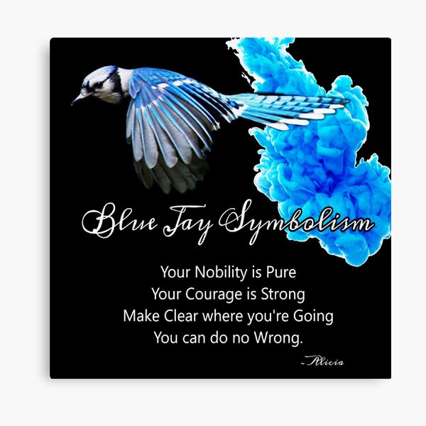 Blue Jay Symbolism Canvas Print