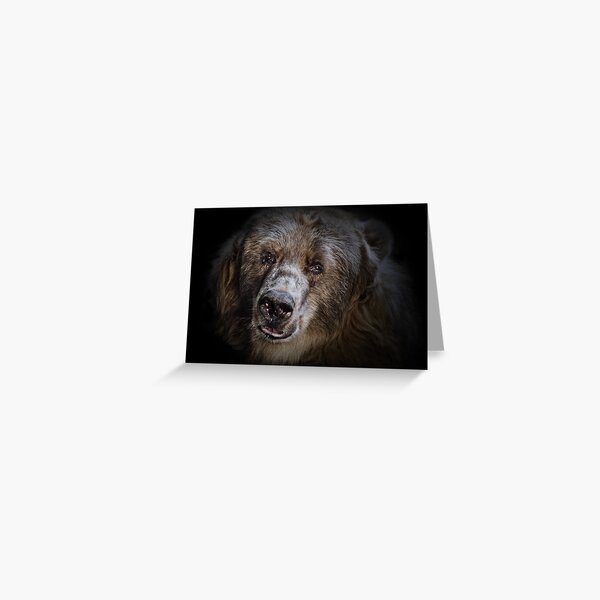 The Kodiak Bear Greeting Card