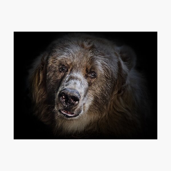 The Kodiak Bear Photographic Print