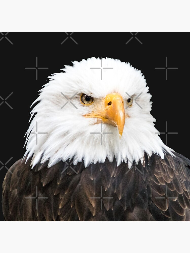 Thumbnail 2 von 2, Stofftasche, Weißkopfseeadler designt und verkauft von Igelchen.