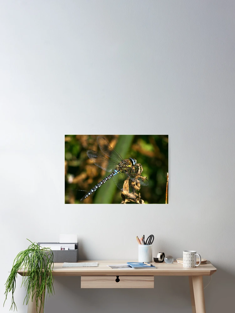Thumbnail 2 of 3, Poster, Migrant Hawker designed and sold by Rex Charlesworth.