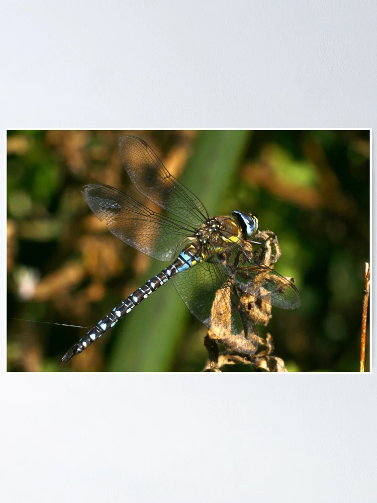 Thumbnail 1 of 3, Poster, Migrant Hawker designed and sold by Rex Charlesworth.