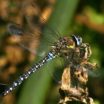 Artwork thumbnail, Migrant Hawker by Rex Charlesworth
