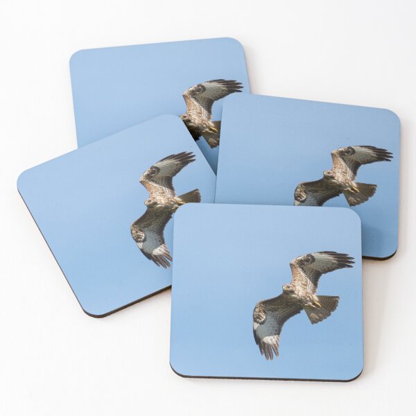 Item preview, Common buzzard flying, Extremadura, Spain designed and sold by AndrewJonesFoto.