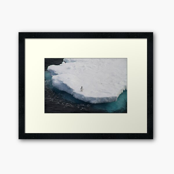 The Lone Penguin Framed Art Print